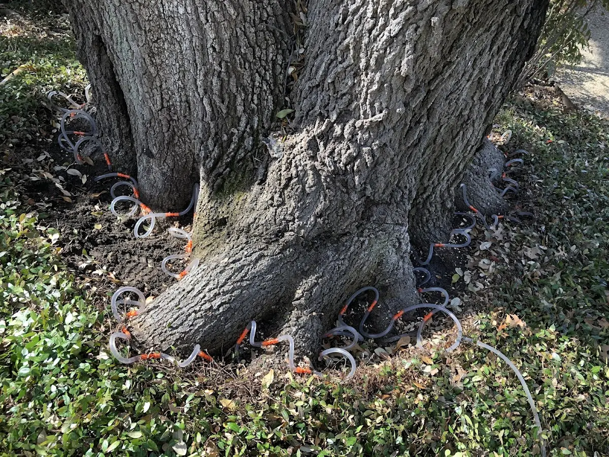 Detailed Tree Cabling and Bracing job site in Ulm